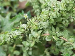 Atriplex tatarica