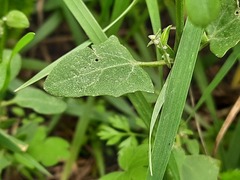 Atriplex aucheri
