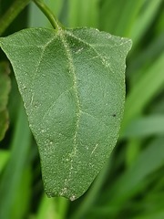 Atriplex aucheri
