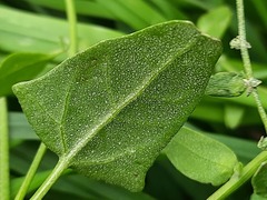 Atriplex aucheri
