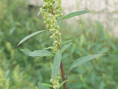 Chenopodium betaceum