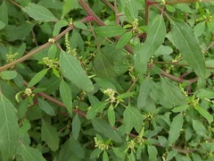 Chenopodium betaceum