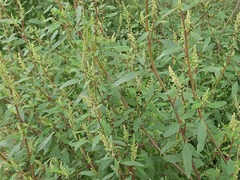 Chenopodium betaceum