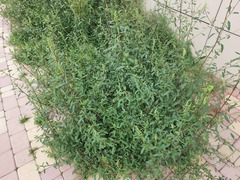 Chenopodium betaceum