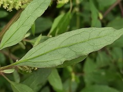 Chenopodium betaceum