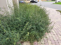 Chenopodium betaceum