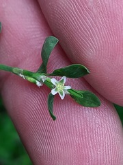 Polygonum arenastrum