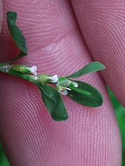 Polygonum arenastrum