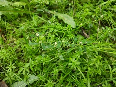 Polygonum arenastrum