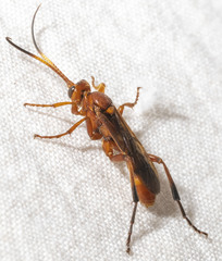Trogomorpha trogiformis