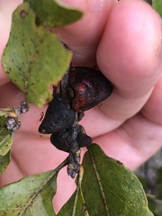 Disholcaspis pattersoni