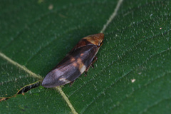 Ptyelinellus praefractus