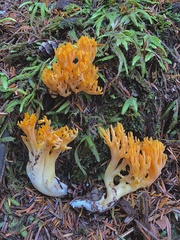 Ramaria cyaneigranosa