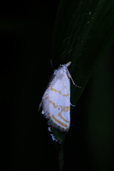 Patissa fulvosparsa