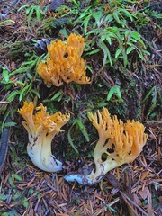 Ramaria cyaneigranosa