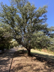 Quercus virginiana