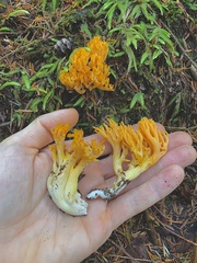 Ramaria cyaneigranosa