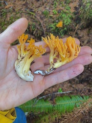 Ramaria cyaneigranosa