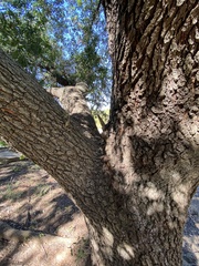 Quercus virginiana
