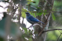 Thraupis cyanoptera