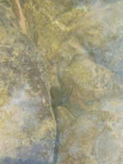 Sicyopterus