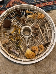 Ramaria cyaneigranosa