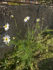 Tripleurospermum inodorum