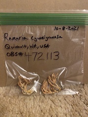 Ramaria cyaneigranosa