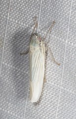 Cofana spectra