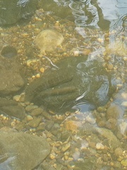 Sicyopterus