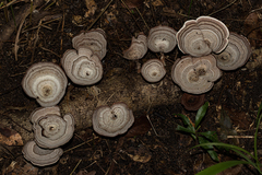 Microporus quarrei
