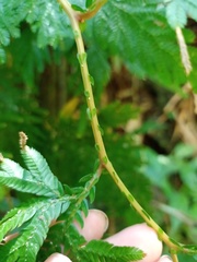 Selaginella willdenowii
