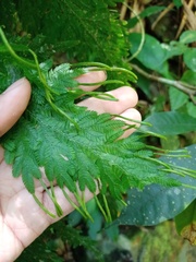 Selaginella willdenowii
