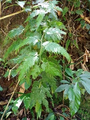 Selaginella willdenowii