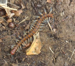 Cormocephalus rubriceps