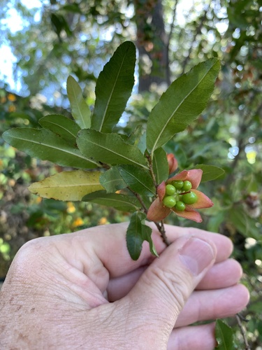 Ochna serrulata