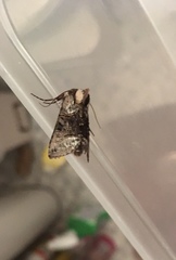Abrostola tripartita