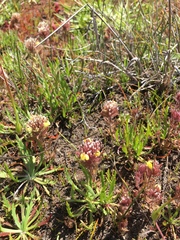 Castilleja ambigua insalutata