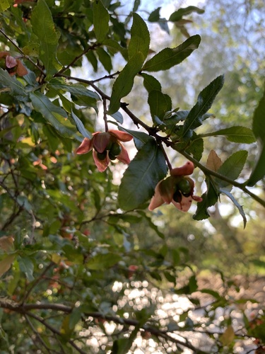 Ochna serrulata