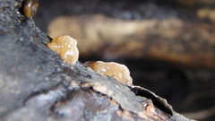 Phaeotremella fimbriata