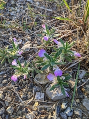 Ajuga iva iva