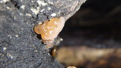Phaeotremella fimbriata