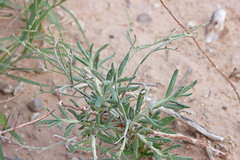 Eriogonum leptocladon