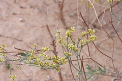 Eriogonum leptocladon