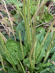 Angiospermae