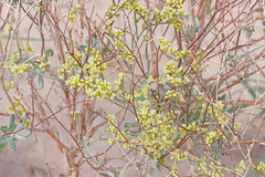 Eriogonum leptocladon