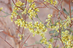 Eriogonum leptocladon