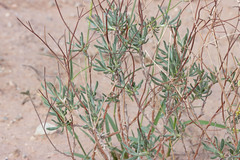 Eriogonum leptocladon