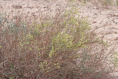 Eriogonum leptocladon