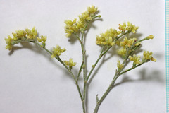 Eriogonum leptocladon